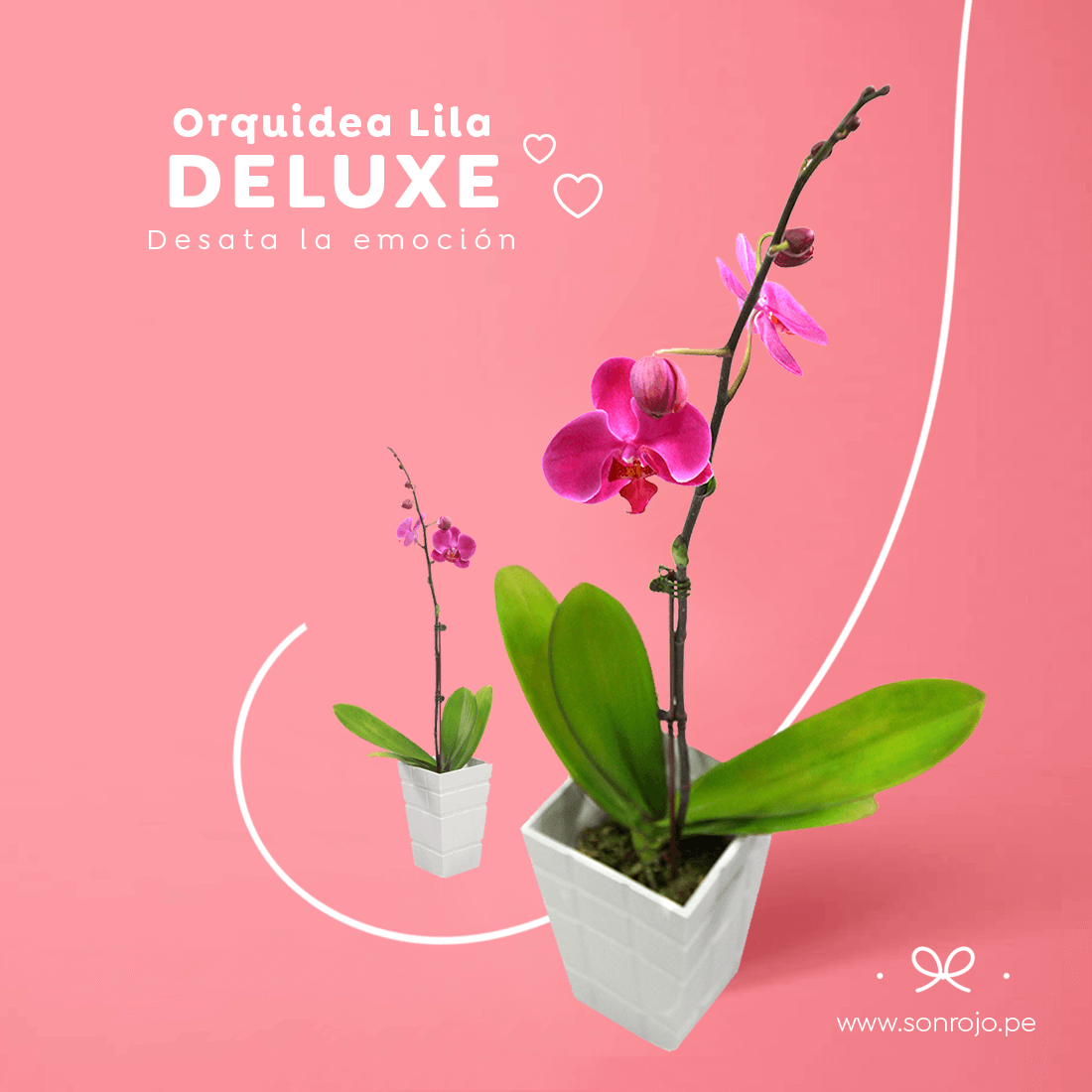 Orquídea Lila